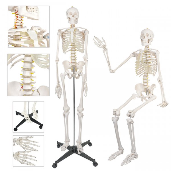 Life-Size Human Skeleton Model Life-Size Human Skeleton Model