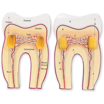 Learning Resources Cross Section Tooth Model
