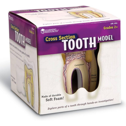 Learning Resources Cross Section Tooth Model