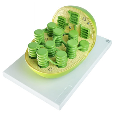Chloroplast Model Plant Cell Organelle Anatomy