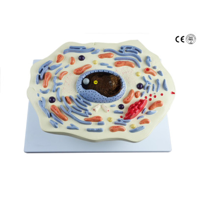 Animal Cell Anatomical Model, 20,000x Enlarged