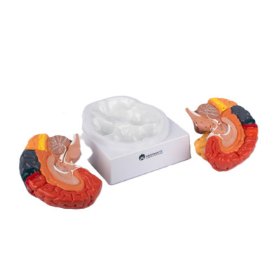 Human Brain Model 2-Parts With Functional Regions Painted