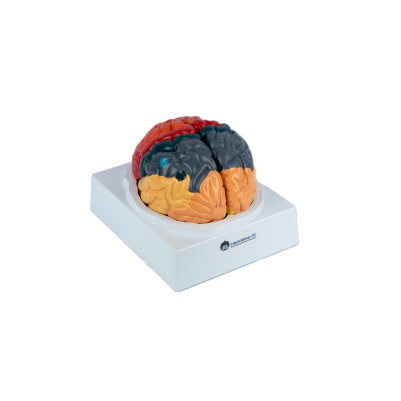 Human Brain Model 2-Parts With Functional Regions Painted