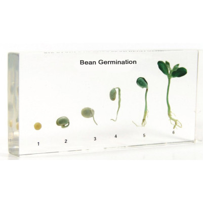 Bean Germination Life Cycle Acrylic Specimen