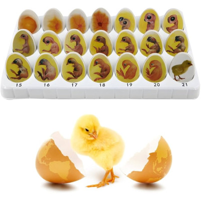 Learning Resources Chick Life Cycle Exploration Set