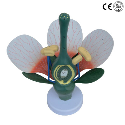 Dicot Flower Anatomical Model with Base