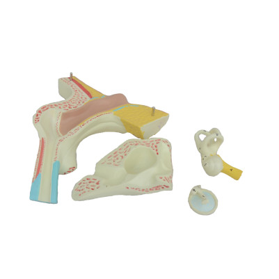 Human Ear Anatomical Model, 3x Enlarged, 3 Parts