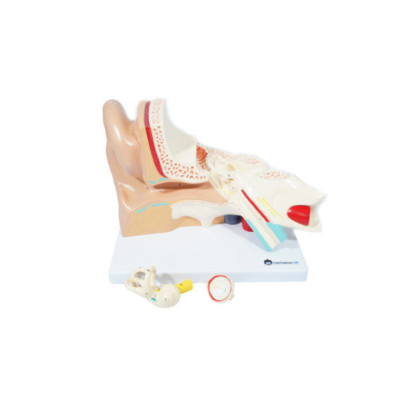Human Ear Anatomical Model, 3x Enlarged, 3 Parts