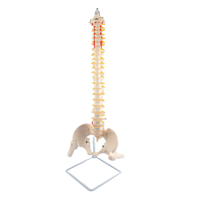 Flexible Spine Model with Pelvis & Femur