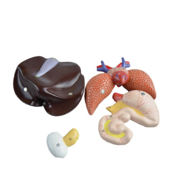 Frog Dissection Model - 5 Parts