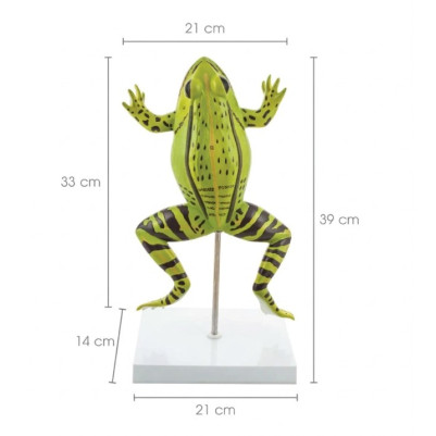 Frog Dissection Model - 5 Parts