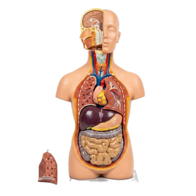 Human Mini Torso 50cm Educational Anatomy Model