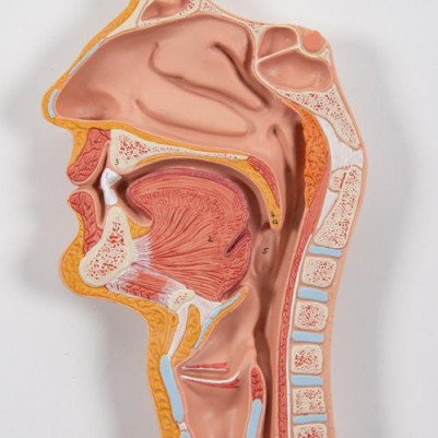 Life-Size Human Digestive System Anatomy Model 