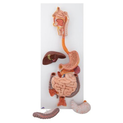 Life-Size Human Digestive System Anatomy Model 