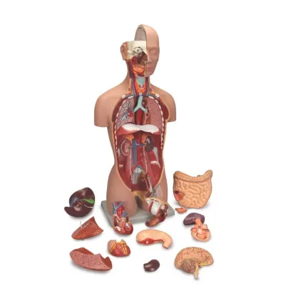 Human Torso Model Sexless 89 cm 16 Parts