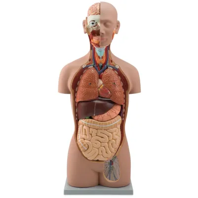 Human Torso Model Sexless 89 cm 16 Parts