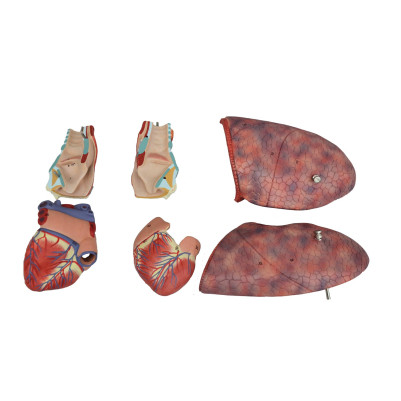 Anatomical Larynx, Heart, and Lung Model