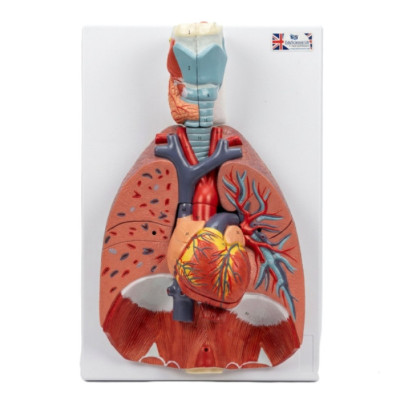 Anatomical Larynx, Heart, and Lung Model