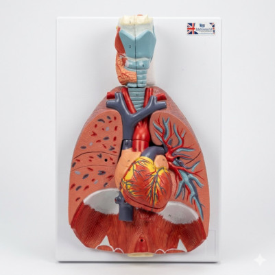 Anatomical Larynx, Heart, and Lung Model