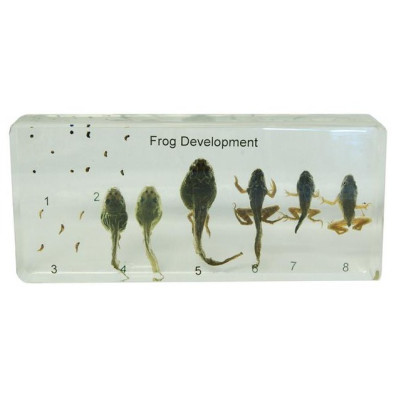 Frog Life Cycle Acrylic Embedded Specimen Block