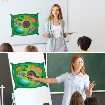 Learning Resources Giant Magnetic Plant Cell