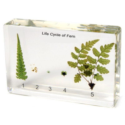 Fern Life Cycle Specimen