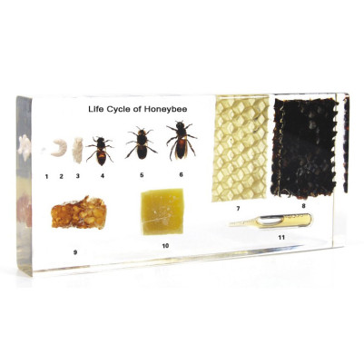 Life Cycle of Honeybee Acrylic Embedded Specimen