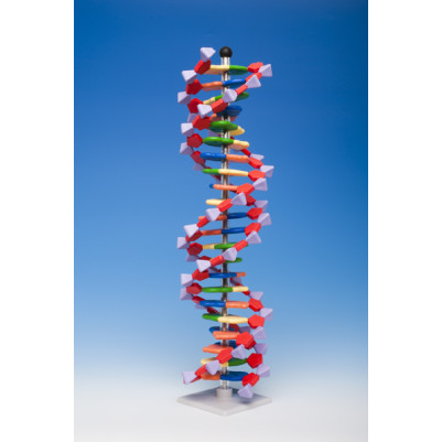 Mini DNA 22 Layers Model