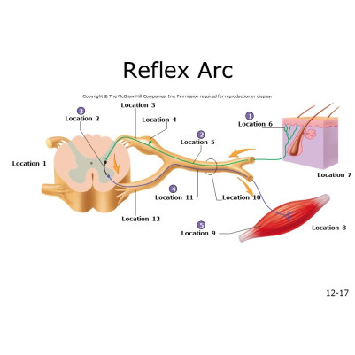 Reflex Arc - Cross-Section Model