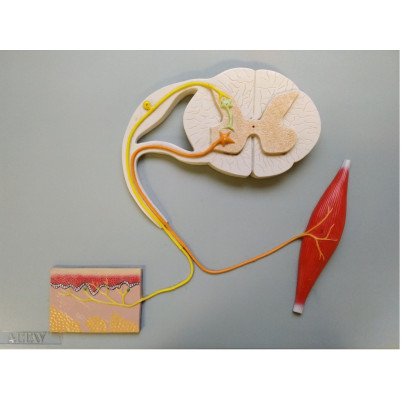 Reflex Arc - Cross-Section Model
