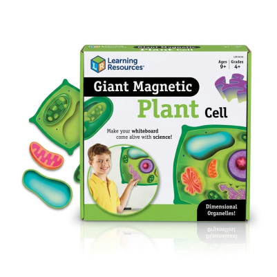 Learning Resources Giant Magnetic Plant Cell