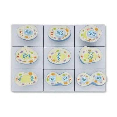 Mitosis Cell Division Model 9 Parts Set
