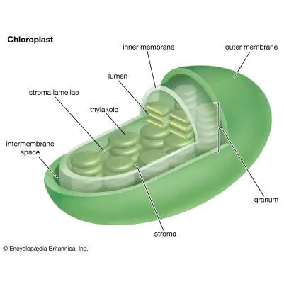 Chloroplast Model Plant Cell Organelle Anatomy